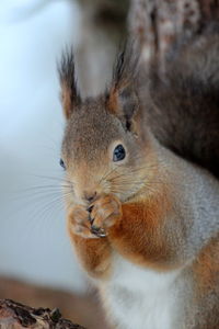 Close-up of squirrel 