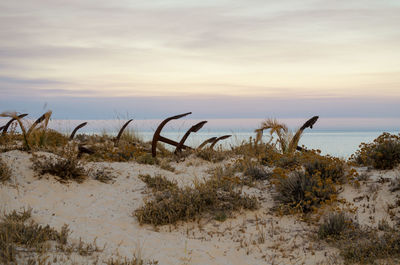 Plants on beach against sky during sunset