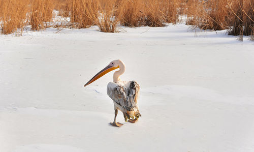 Pelican perching on snow field