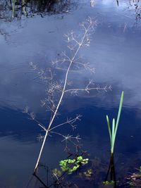 High angle view of plants by lake
