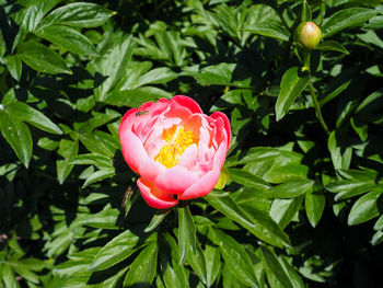 Close-up of pink rose