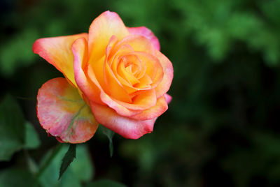 Close-up of pink rose