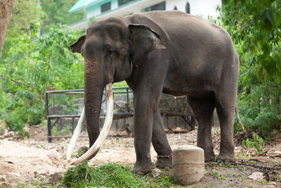 View of elephant in zoo