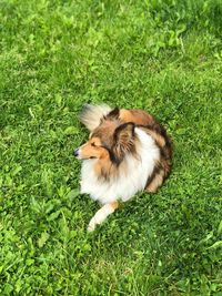 High angle view of dog on field