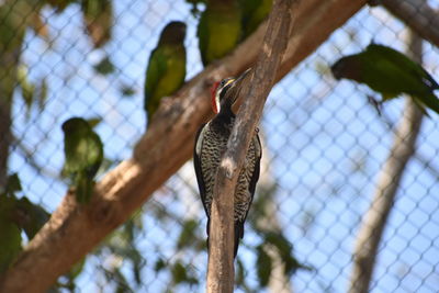 Low angle view of bird perching on tree