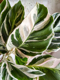 Close-up of fresh green leaves