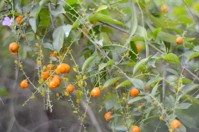 Fruits growing on tree