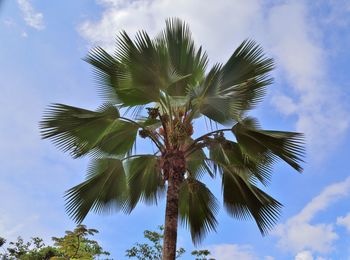 Low angle view of coconut palm tree against sky