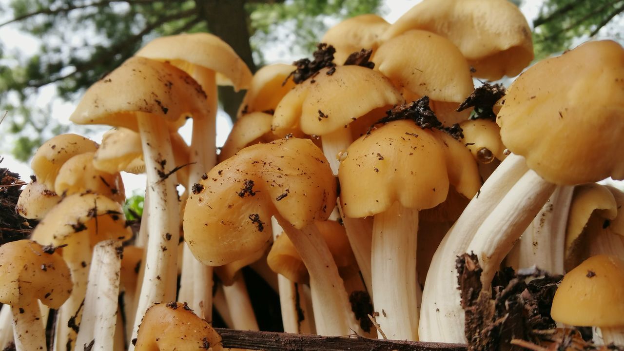 mushroom, freshness, food and drink, food, fungus, close-up, healthy eating, vegetable, focus on foreground, edible mushroom, nature, growth, abundance, day, brown, no people, outdoors, forest, pumpkin, wood - material