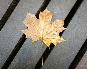 High angle view of maple leaf on wood