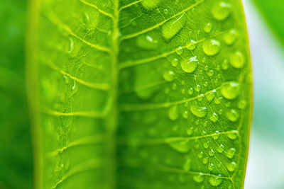 Close-up of wet leaves