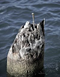 High angle view of bird on wooden post in sea