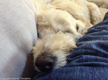 Dog sleeping on bed