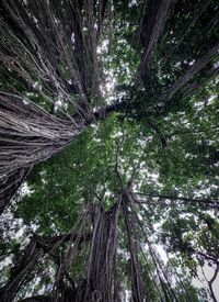 Low angle view of bamboo trees in forest