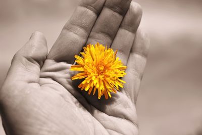 Close-up of hand holding flower