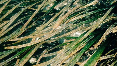 Full frame shot of fresh green plants