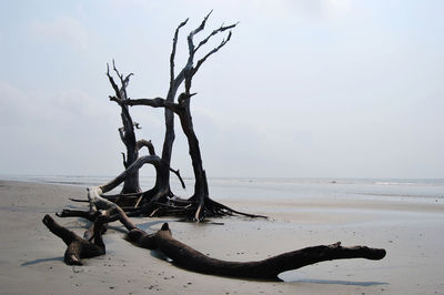 View of bare tree on beach