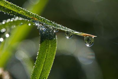 Close-up of raindrops on leaves