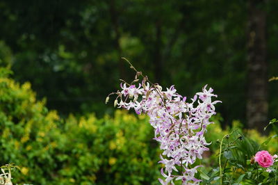 Close-up of insect on purple flowers