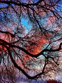 Low angle view of bare tree against sky