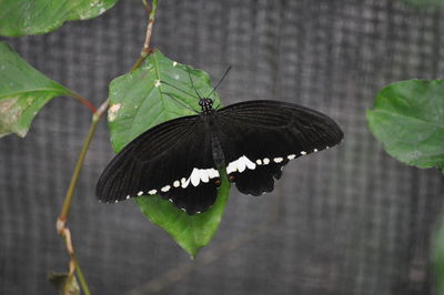 Close-up of butterfly on leaves