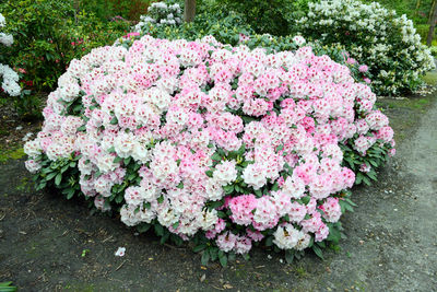 Close-up of pink flowers