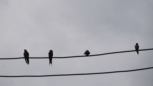 Low angle view of birds perching on cable against sky