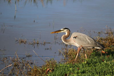 High angle view of gray heron on lakeshore