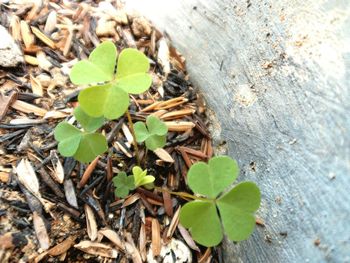 Close-up of plant