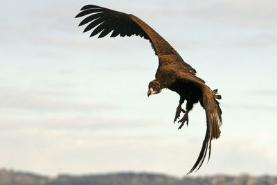 Low angle view of eagle flying