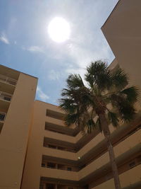 Low angle view of palm trees against sky