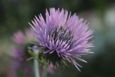 Close-up of purple flower