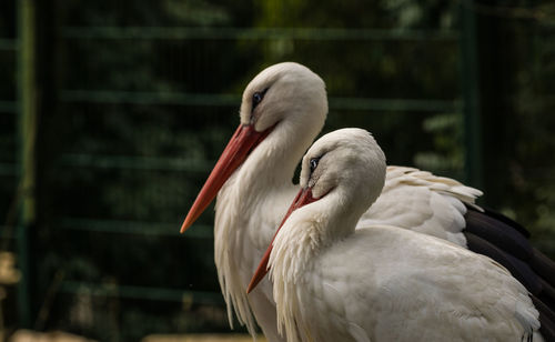 Close-up of storch 