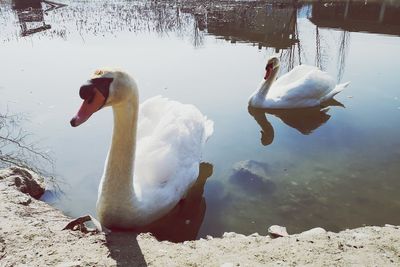 View of swans swimming in lake