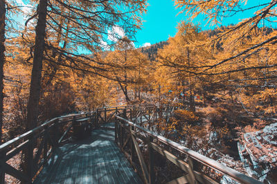 Bridge in forest during autumn