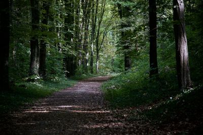 Dirt road amidst trees in forest