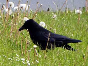 Close-up of bird perching on grass