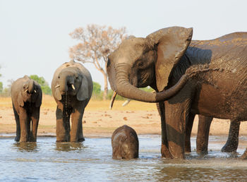 View of elephant in shallow water