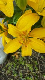Close-up of wet yellow flowers blooming outdoors