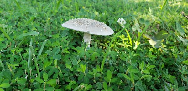 Close-up of mushroom growing on field