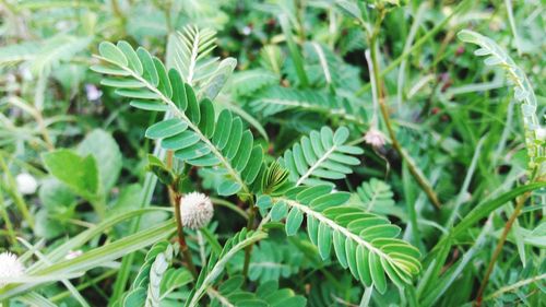 Close-up of fresh green plant