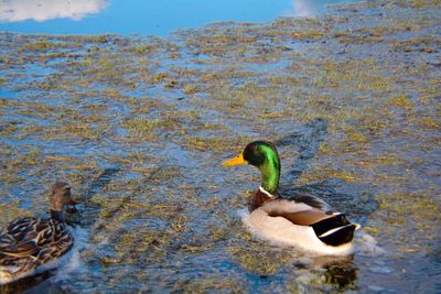 Bird in water