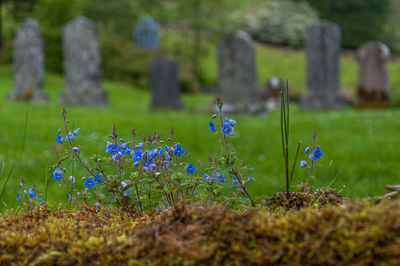 View of flowering plants on field