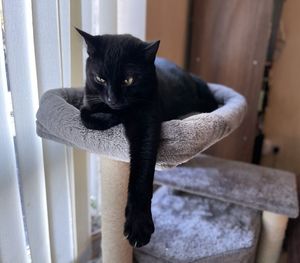 Portrait of black cat sitting on chair at home
