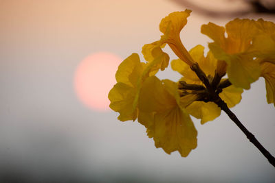 Close-up of yellow flowering plant