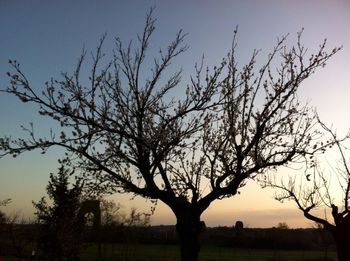 Bare trees on field at sunset