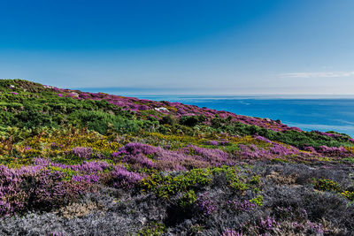 Purple flowering plants by sea against sky