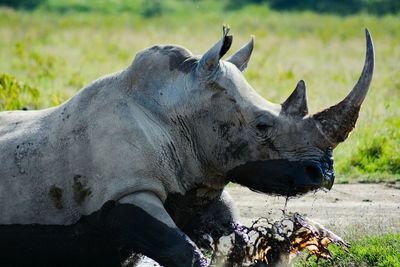 Close-up of rhinoceros