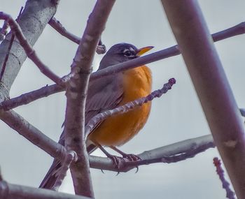 Low angle view of bird perching on branch