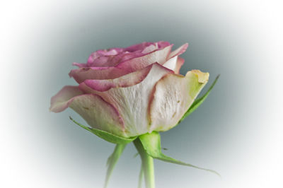 Close-up of rose bud against white background